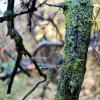 Augier Park: Lichen