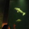 Blurry Aquarium