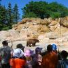 Winnipeg Zoo: Grizzly