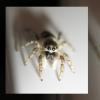 Jumping Spider Watching