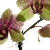 Translucent Orchid